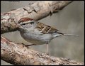 _5SB9772 chipping sparrow